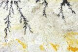 Dendrites On Limestone - Utah #150464-1